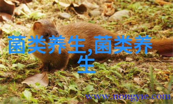 麻婆猴头菇
